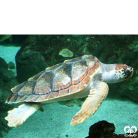 گونه لاکپشت سرخ Loggerhead Sea Turtle